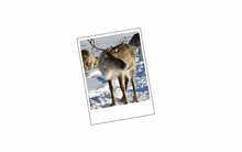 Load image into Gallery viewer, Elf Town Treats Folder with North Pole Penny